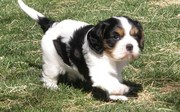 Cavalier King Charles Spaniel Puppies For Sale .
